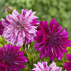 Two large, lightly ruffled dinnerplate dahlias, featuring jewel-toned Purple Taiheijo and the two-tone variety Taiheijo, whose white petals are decorated with violet-purple splashes and stripes.