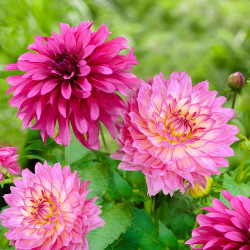 A pair of low-growing border dahlia flowers showing the deep pink blossoms of Gallery Art Nouveau and the pale pink and white blossoms of Gallery Bellini.