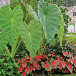 An impressive plant combination for a shady yard, featuring large-leaf elephant ears and the decorative red foliage of caladium Florida Cardinal.