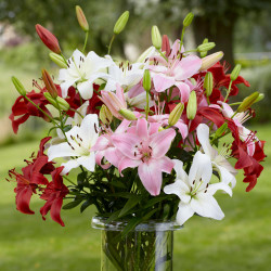 A large arrangement of Asiatic lilies in a clear glass vase, featuring the Summer Wine Mix that includes white, pink and red flowers.