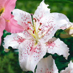 Muscadet is an Oriental lily with large, pure white flowers, decorated with pink and red freckles.