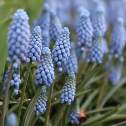 The sky blue flowers of muscari Valerie Finnis blooming in a spring flower garden.