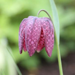 A single blossom of Fritillaria liliacea Meleagris blooming in a spring garden, showing the flower's checkered petals and wine-red color.