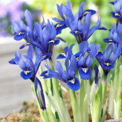 The blue flowers of iris reticulata Harmony blooming in a spring garden.