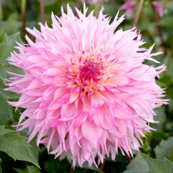 A single blossom of dinnerplate dahlia Nadia Ruth, showing this variety's fringed petals in a pretty combination of light and dark pink.