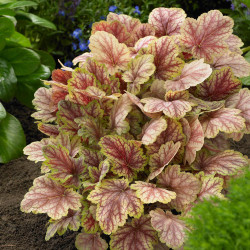 Heuchera Picasso