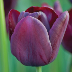 One blossom of the burgundy and maroon single late tulip Queen of Night.