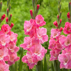 Gladiolus Pink Parrot