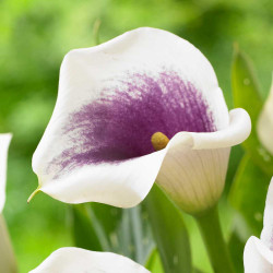 Calla Lily Picasso