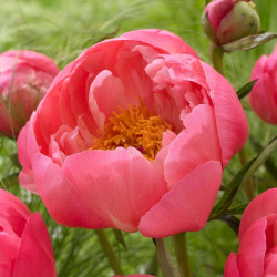 Peony Lactiflora Coral Charm (Fall)