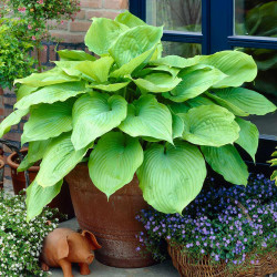 Hosta Large Leaf Sum and Substance