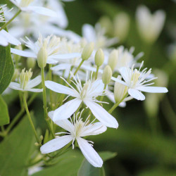 Clematis Sweet Autumn