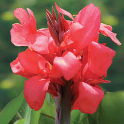 The vivid, coral pink blossoms of Pink Magic canna, which is an easy and reliable plant for growing in flower beds and containers.