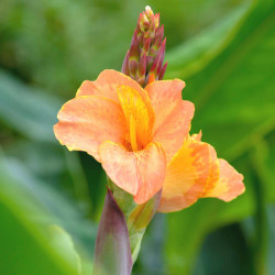 The melon-colored flowers of dwarf canna Orange Magic.