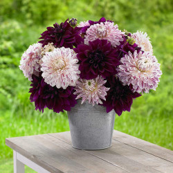 A rustic galvanized bucket filled with the flowers of two dinnerplate dahlias, deep purple Thomas Edison and the raspberry and cream variety Avignon.