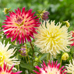 A pairing of two cactus dahlias, featuring the buttery yellow variety 
Yellow Star and the magenta and pale yellow variety Tahiti Sunrise.