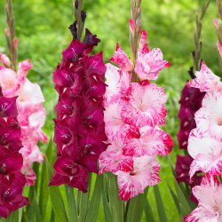 Raspberry-red gladiolus Isabella, paired with the white and dark pink flowers of gladiolus My Love.