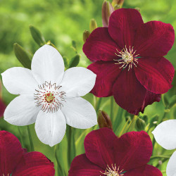 Two varieties of clematis, showing one flower of Miss Bateman on the left and one blossom of Red Cardinal on the right.