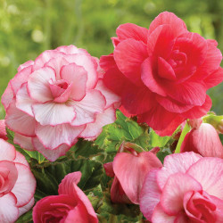 The flowers of two upright, double roseform tuberous begonias, one solid pink and one with picotee white and pink petals.