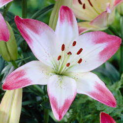 Asiatic lily Lollypop, showing the flower's white petals with hot pink tips.