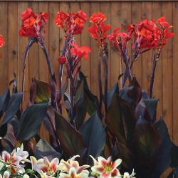 Canna Australia growing in a home landscape against a wood fence, showing the burgundy, almost-black foliage and brilliant red-orange flowers.