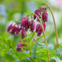 Dicentra Standard Luxuriant