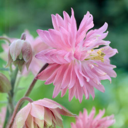 Aquilegia Vulgaris Pink Barlow