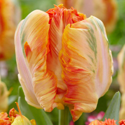 Side view of a single Parrot King tulip showing this variety's wide, fringed petals in a blend of cream, peach, orange and green.