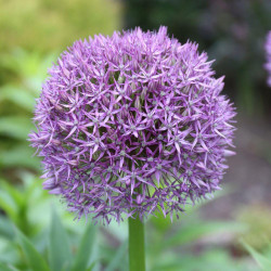 Side view of a single flower of Globemaster giant allium in a spring garden, showing the round flower head with silvery-violet petals.