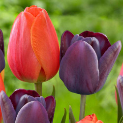 Side view of two tulip flowers, showing red-orange Darwin hybrid tulip Ad Rem on the left and dark maroon Queen of Night on the right.