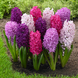 Hyacinth orientalis Fierce Mix blooming in a spring garden, featuring a berry-colored blend of purples and pinks.