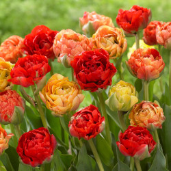 Group of double late tulip Gudoshnik showing flower color variations from yellow through gold, orange and red.