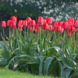 Tulip Darwin Hybrid Red Impression - Bulk Offer