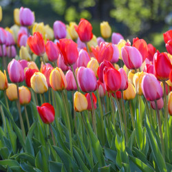 A spring flower garden filled with Darwin hybrid Sunset Mix tulips in colors that include red, pink, and yellow.