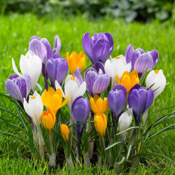 Several colors of crocus blooming in a spring lawn, featuring purple, white, yellow and white and purple striped.