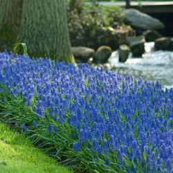 A mass planting of the spring-blooming bulb muscari armeniacum, commonly known as grape hyacinths.