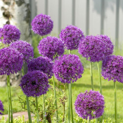 An abundant planting of allium aflatunense Purple Sensation in a spring garden, showing the globe-like, violet-purple flower heads.