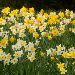 Daffodil Naturalizing Mix featuring a blend of many different varieties of yellow and white daffodils.