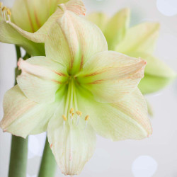 Amaryllis Magic Green, displaying ivory petals with a lime blush and a whisper of fine red markings.