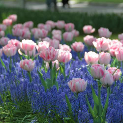 A large planting of fragrant double early pink tulip Foxtrot and the purple-blue flowers of muscari armeniacum, commonly known as grape hyacinths.