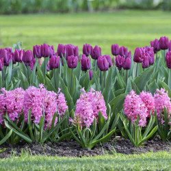 Purple Triumph tulip Negrita and the flamingo-pink hyacinth Pink Pearl growing together in a spring flower garden.