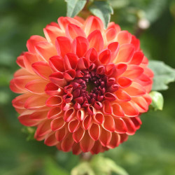 Close up on a single blossom of the ball dahlia Mirella, showing this variety's combination of vivid colors, which include brick-red, orange and cream.