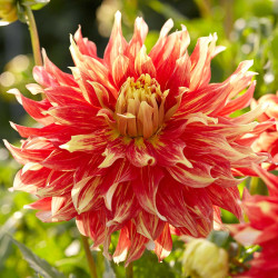 Dinnerplate dahlia Bodacious, showing a single flower with frilly, red-orange petals that fade to cream at the tips.