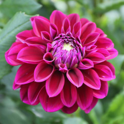 Decorative dahlia Diva, showing one, 6" diameter, cranberry red and burgundy flower.