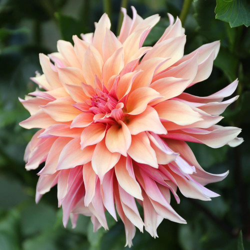 A single blossom of decorative dahlia Labyrinth, showing this flower's long, frilly petals and beautiful color, which combines peach, pale pink and rose.