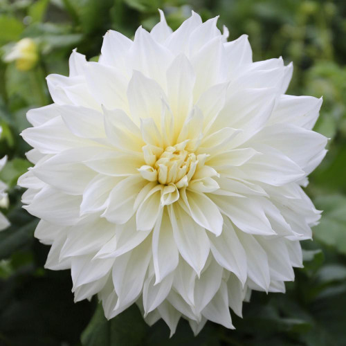 A single large blossom of the snow-white dinnerplate dahlia Fleurel.