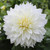 A single large blossom of the snow-white dinnerplate dahlia Fleurel.