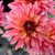 Close up image of border dahlia Gallery Art Deco, showing the flower's frilly pink and cranberry petals with pale yellow highlights.