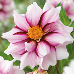 Anemone flowered dahlia Edge of Joy, featuring a single blossom with white petals, burgundy markings and a golden yellow center.