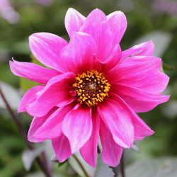 Peony-flowered dahlia Fascination, showing a single blossom with two layers of flamingo-pink petals and a dark center.